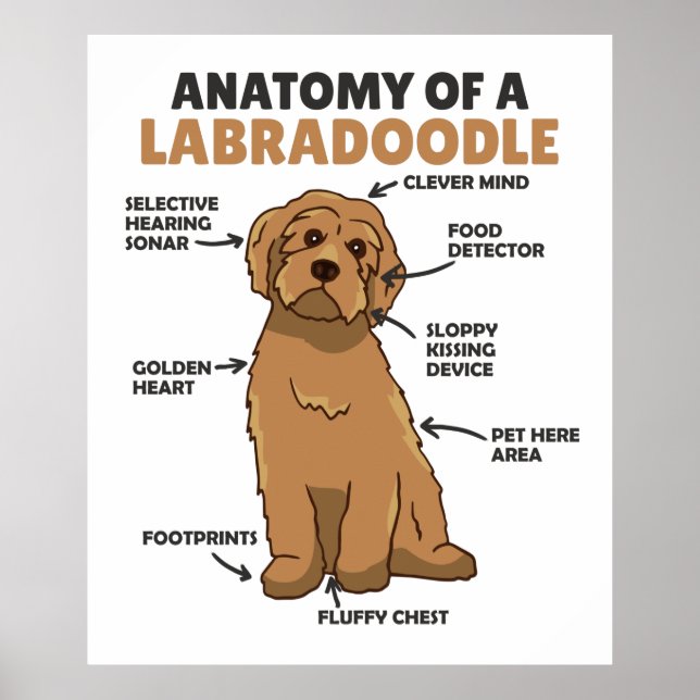 Póster Anatomía De Un Cachorro De Cañón De Labradoodle (Frente)