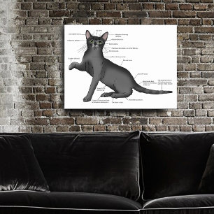 Póster Anatomía de un gato