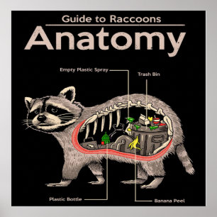 Póster Anatomía de un mapache   Cute Panda Lover