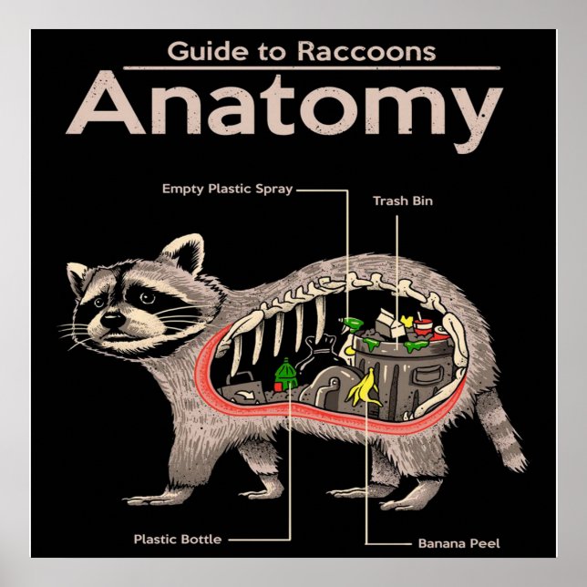 Póster Anatomía de un mapache | Cute Panda Lover (Frente)