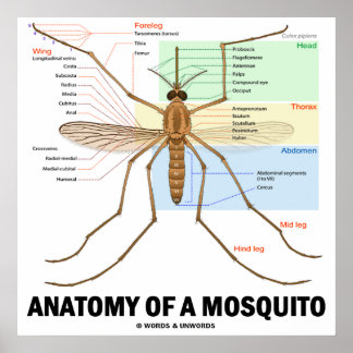 Póster Anatomía De Un Mosquito (Entomología)