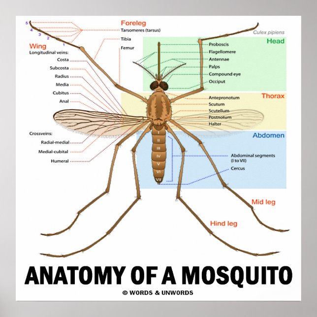 Póster Anatomía De Un Mosquito (Entomología) (Frente)