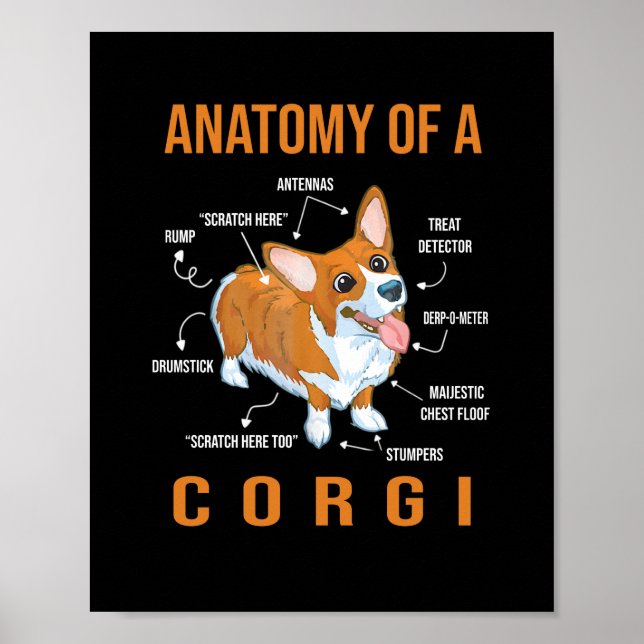 Póster Anatomía de un perro gracioso de Corgi (Frente)