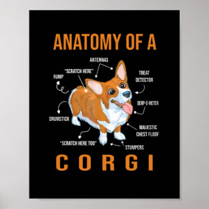 Póster Anatomía de un perro gracioso de Corgi