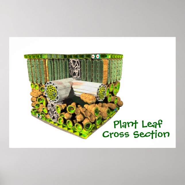Póster Anatomía de un poster de hoja vegetal (Frente)