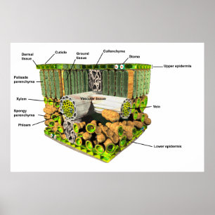 Póster Anatomía de un poster de la hoja