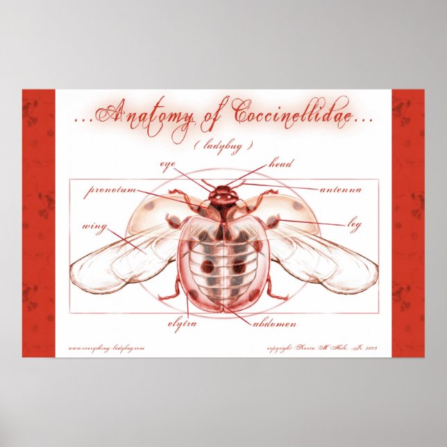Póster Anatomía de un Poster de Ladybug (Coccinellidae) (Frente)