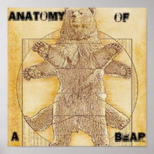 Póster Anatomía de un poster del oso