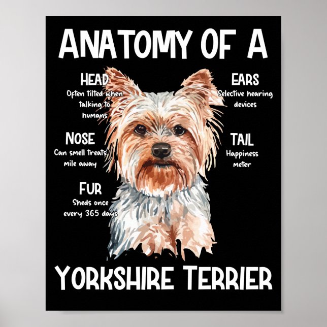 Póster Anatomía De Un Terrier De Yorkshire Para Los Amant (Frente)