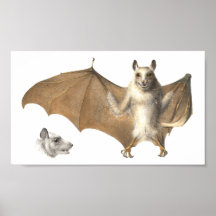 Anatomía de una batida de fruta - Grabado de antig