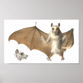 Póster Anatomía de una batida de fruta - Grabado de antig