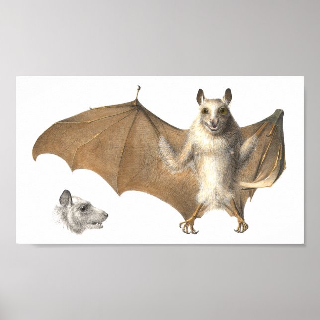 Póster Anatomía de una batida de fruta - Grabado de antig (Frente)