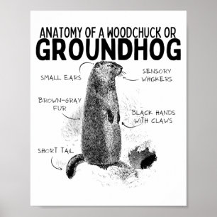 Póster Anatomía de una marmota o marmota divertida R
