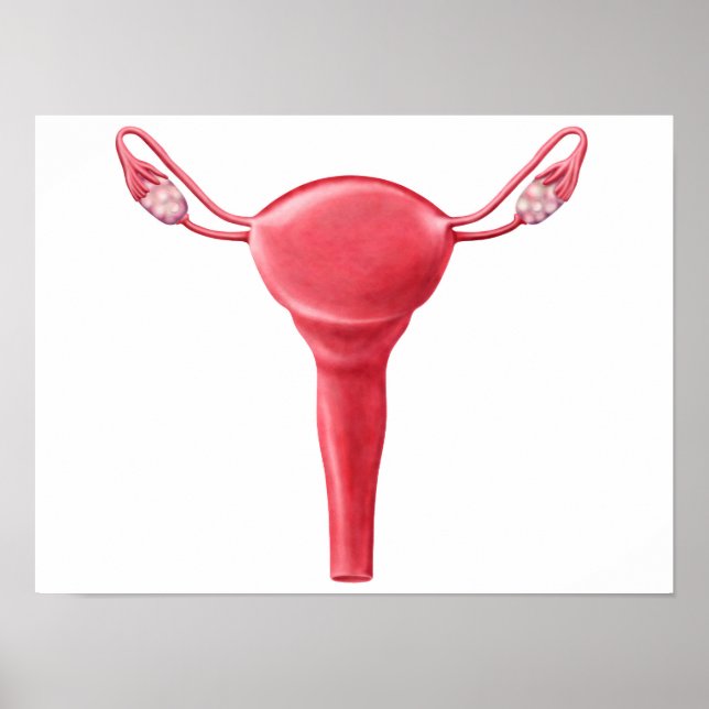 Póster Anatomía De Utero Femenino 2 (Frente)
