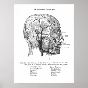 Póster Anatomía de vasos sanguíneos de escalpa humana