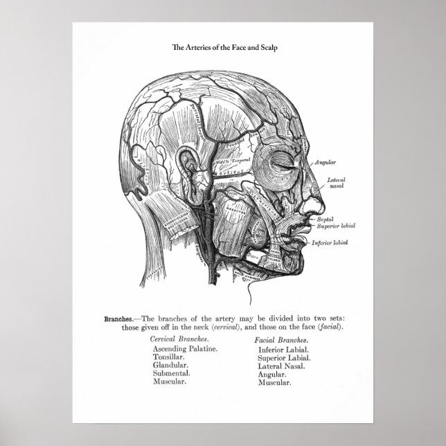 Póster Anatomía de vasos sanguíneos de escalpa humana (Frente)
