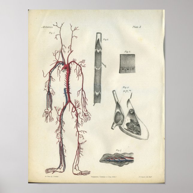 Póster Anatomía de vintage de arterias (Frente)