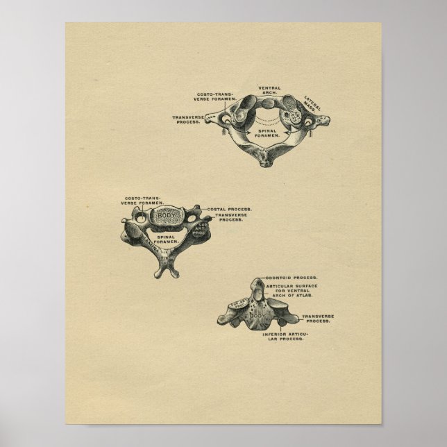 Póster Anatomía de vintage humana de Vertebrae 1902 (Frente)