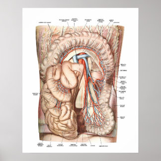 Póster Anatomía del Abdomen