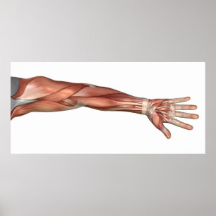 Póster Anatomía del brazo humano, visión anterior del