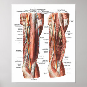 Póster Anatomía del brazo y del codo