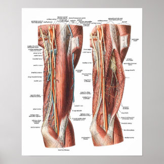 Póster Anatomía del brazo y el codo