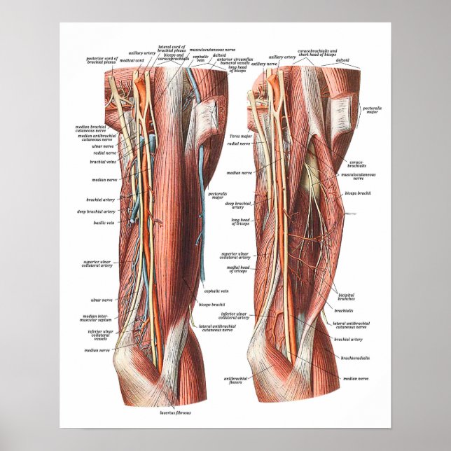 Póster Anatomía del brazo y el codo (Frente)