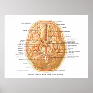 Póster Anatomía del cerebro con nervios craneales