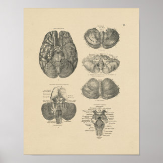 Póster Anatomía del cerebro humano vintage 1880 Imprimir