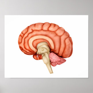 Póster Anatomía Del Cerebro Humano, Vista Lateral 1