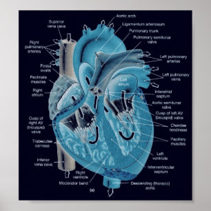 Póster Anatomía del corazón