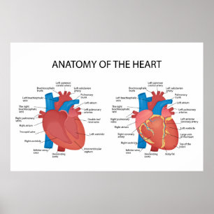 Póster Anatomía del corazón