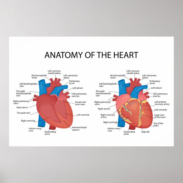 Póster Anatomía del corazón (Frente)