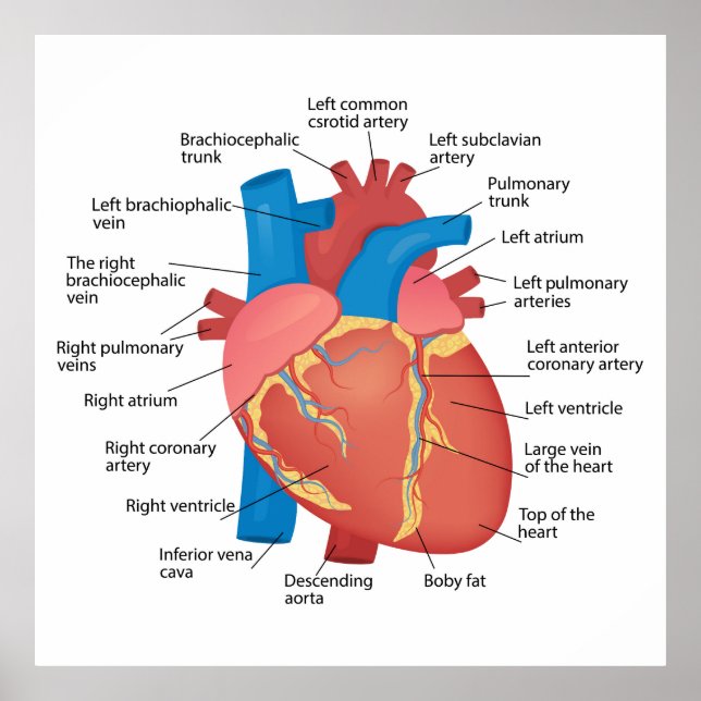 Póster Anatomía del corazón humano (Frente)