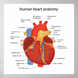 Póster Anatomía del corazón humano