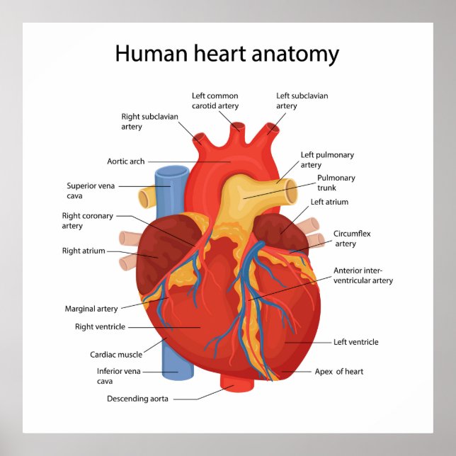 Póster Anatomía del corazón humano (Frente)