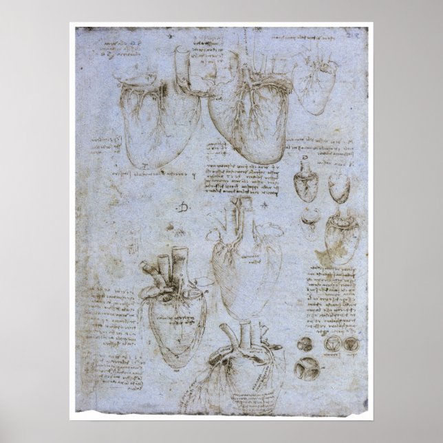 Póster Anatomía del corazón humano, Leonardo da Vinci (Frente)