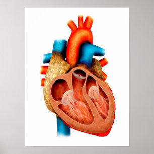 Póster Anatomía Del Corazón Humano, Sección Cruzada