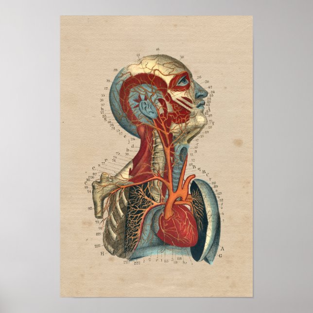 Póster Anatomía del cuello de la cabeza del corazón human (Frente)