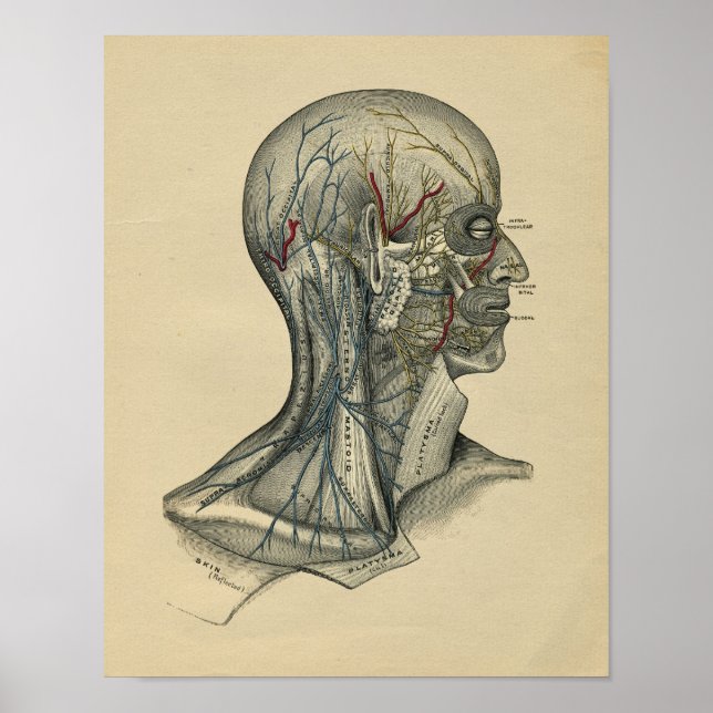 Póster Anatomía del cuello de la cabeza humana 1902 Impre (Frente)