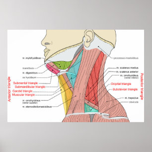 Póster Anatomía del cuello de los triángulos anteriores p