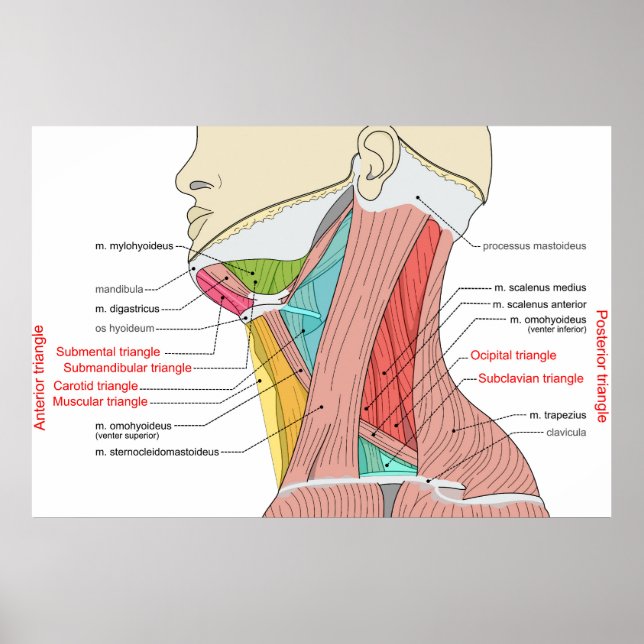 Póster Anatomía del cuello de los triángulos anteriores p (Frente)