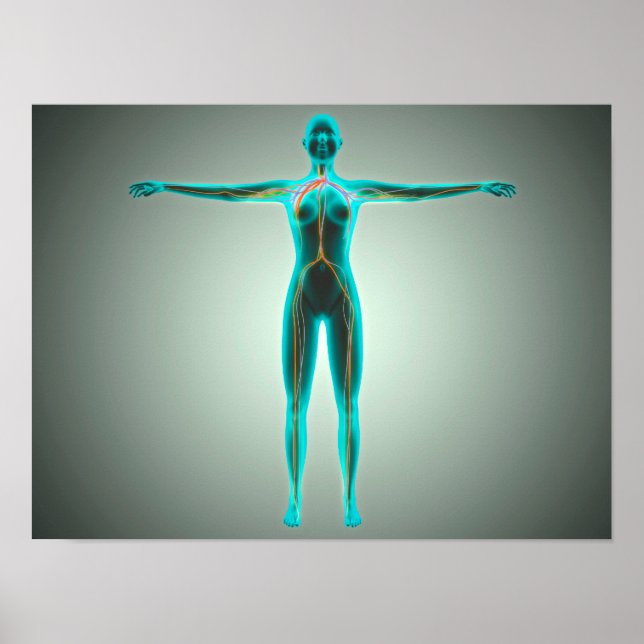 Póster Anatomía Del Cuerpo Femenino Con Arterias Y Venas (Frente)