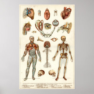 Póster Anatomía del cuerpo humano