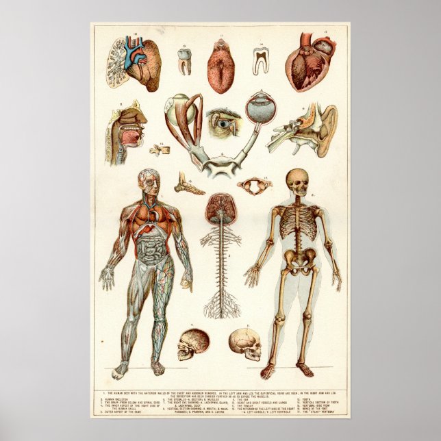 Póster Anatomía del cuerpo humano (Frente)