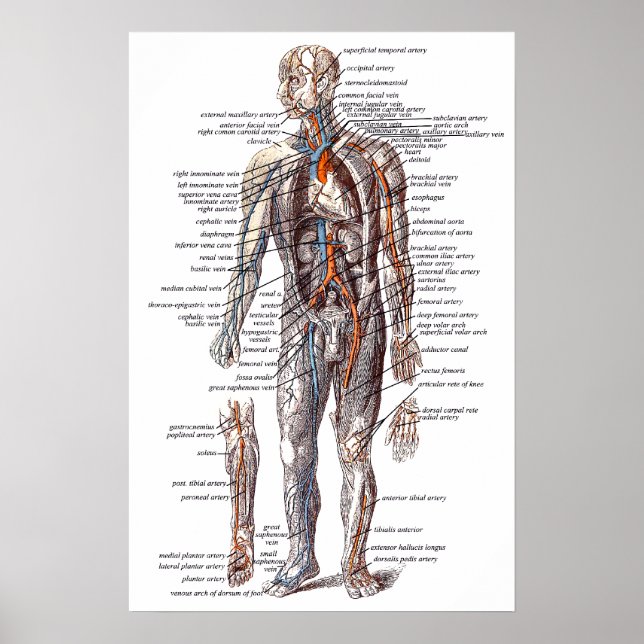 Póster Anatomía del cuerpo humano (Frente)