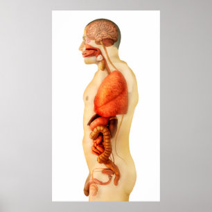 Póster Anatomía del cuerpo humano que muestra los órganos
