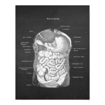 Anatomía del decoro gastroenterólogo intestinal