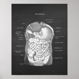Póster Anatomía del decoro gastroenterólogo intestinal