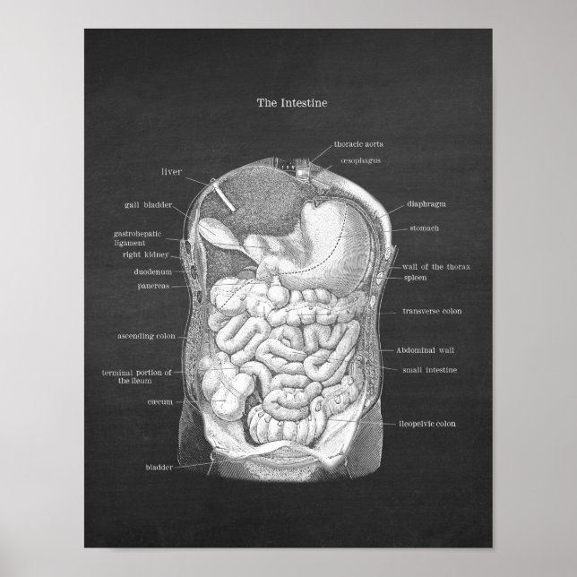 Póster Anatomía del decoro gastroenterólogo intestinal (Frente)